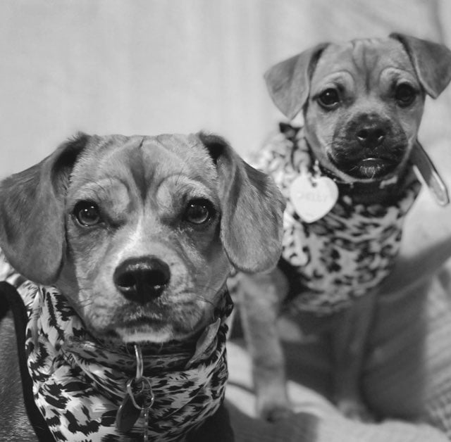 Chief Trainers professional headshot