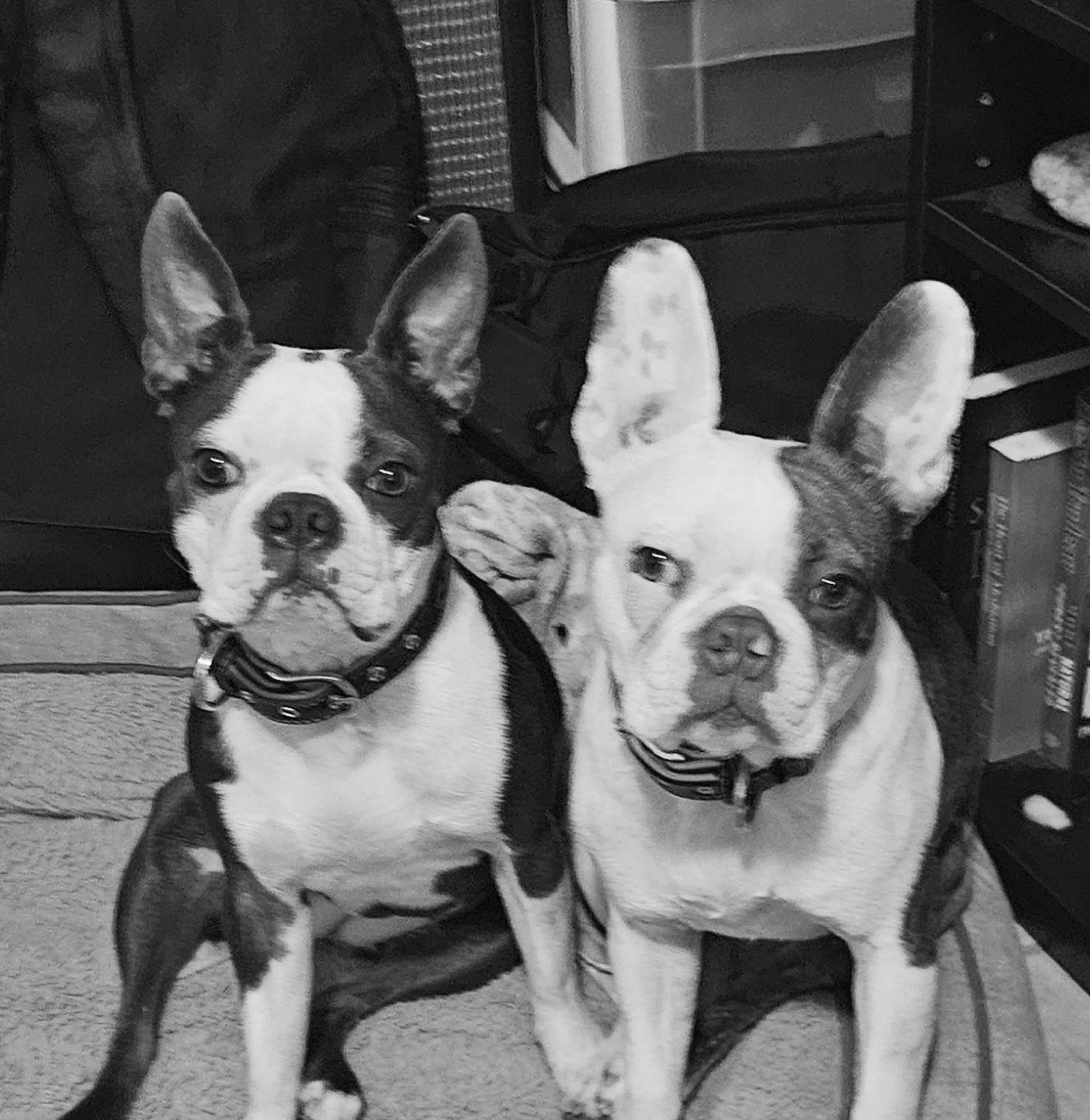 Tootsie and Babs professional headshot